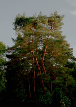 Peter Oliver Wolff — Photographer